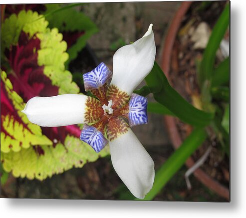 Iris Metal Print featuring the photograph White Blue and Brown Iris Flower by Tom Hefko