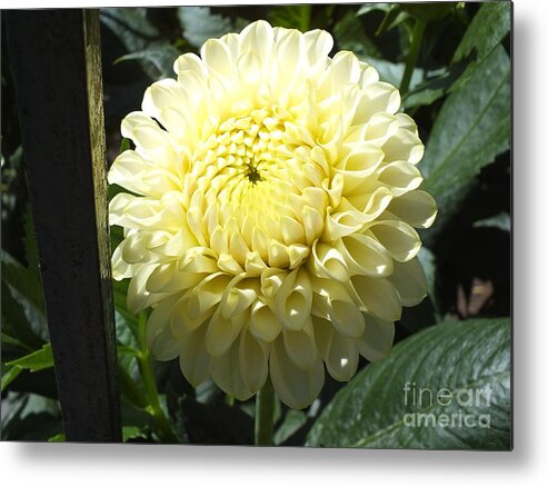 White Dahlia Metal Print featuring the photograph White Dahlia by Yenni Harrison