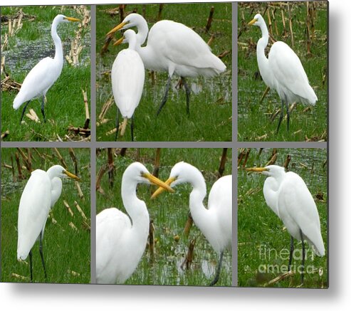 Birds Metal Print featuring the photograph White Egrets by Gallery Of Hope 