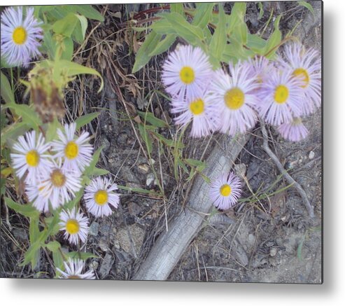 Wildlife Metal Print featuring the photograph White in the Wild by Fortunate Findings Shirley Dickerson