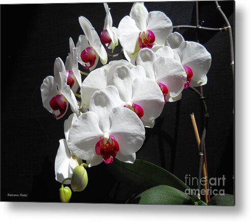 Orchid Metal Print featuring the photograph White Orchids Lining Up by Ramona Matei