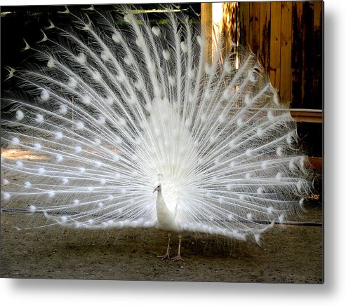 Peacock Metal Print featuring the photograph White Peacock by Jean Wolfrum