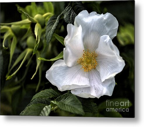 Rose Metal Print featuring the photograph White Rose by Belinda Greb