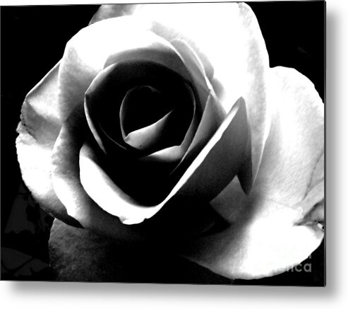 White Rose Metal Print featuring the photograph White Rose by Nina Ficur Feenan