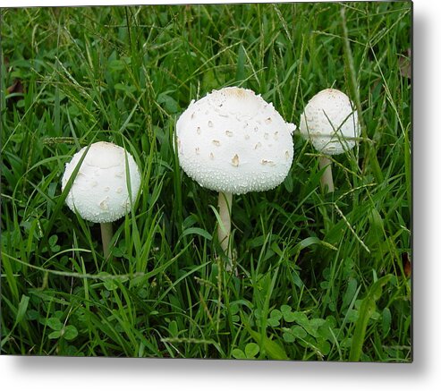 White Metal Print featuring the photograph White Wild Mushrooms by Dorothy Maier