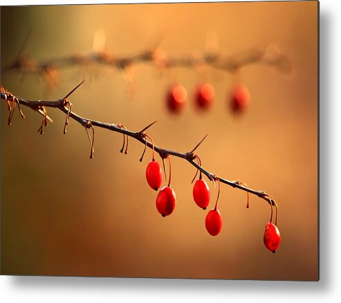 Wild Barberry Metal Print featuring the photograph Wild Barberry by Carolyn Derstine