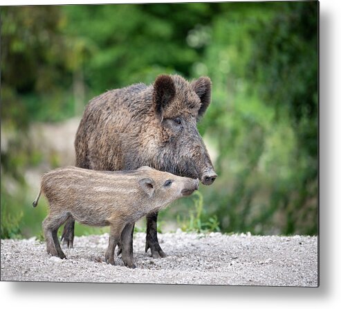 Pig Metal Print featuring the photograph Wild Boar, Wildschwein, with Piglet / Ferkel by 4fr
