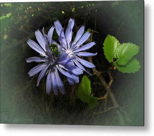 Chickweed Metal Print featuring the photograph Wild Chickweed 2013 by Joyce Dickens