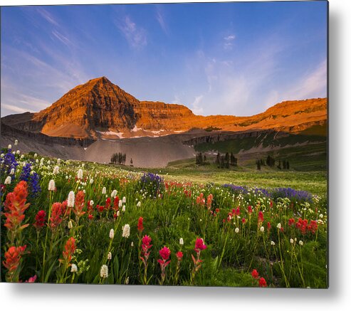 Mount Timpanogos Metal Print featuring the photograph Wildflowers in Bloom by Emily Dickey