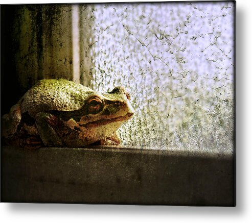 Frog Metal Print featuring the photograph Windowsill Visitor by Micki Findlay
