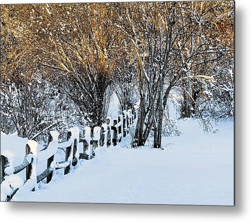 Winter Metal Print featuring the photograph Winter Gold and White by Janice Drew