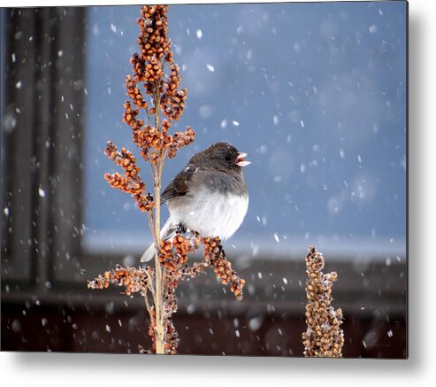 Winter Junco Metal Print featuring the photograph Winter Junco by Dark Whimsy