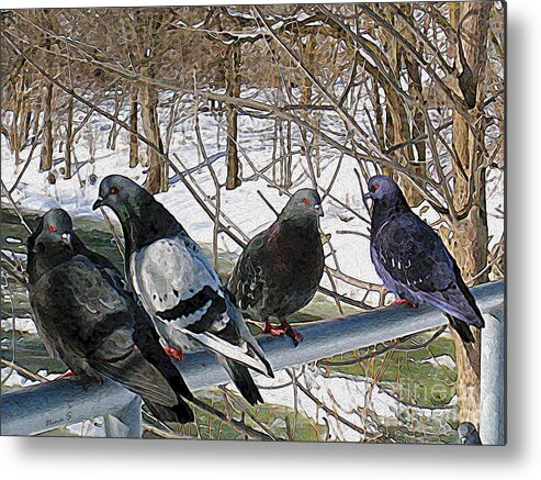 Birds Metal Print featuring the photograph Winter Pigeon Party by Nina Silver