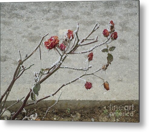 Winter Metal Print featuring the photograph Winter Rose by Ann Johndro-Collins