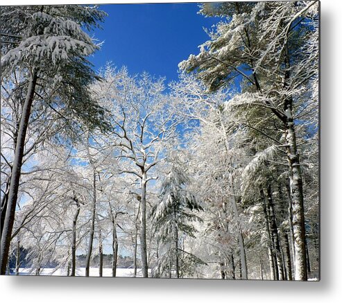 Winter Metal Print featuring the photograph Winter trees by Janice Drew