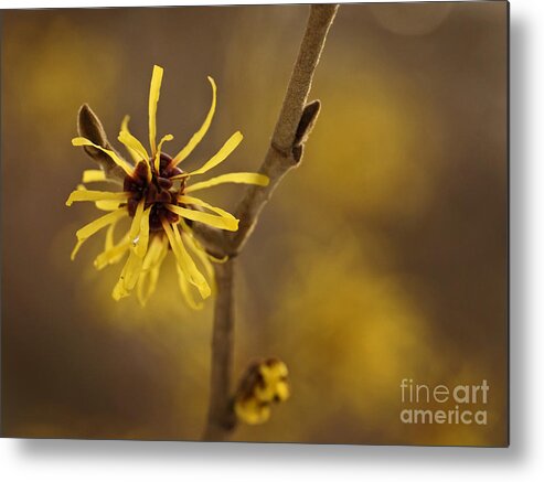 Witch-hazel Metal Print featuring the photograph Witch hazel by Inge Riis McDonald