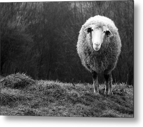 Sheep Metal Print featuring the photograph Wondering Sheep by Ajven
