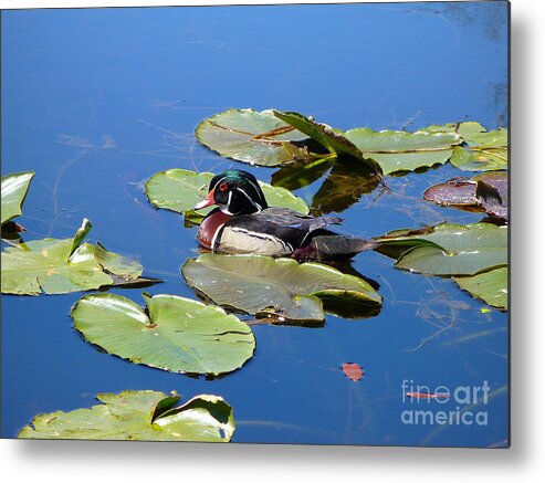 Wood Duck Metal Print featuring the photograph Wood Duck by Gayle Swigart