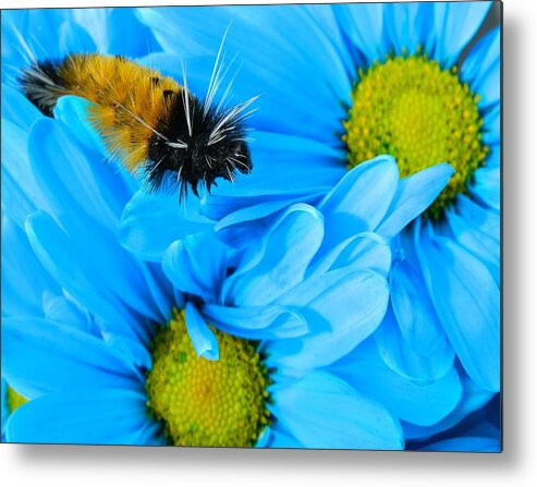 Oregon Metal Print featuring the photograph Woolly Bear on Blue Daisies by Gallery Of Hope 