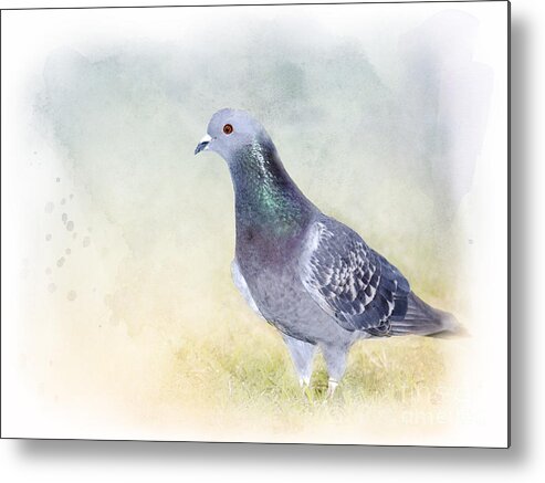 Rock Dove Metal Print featuring the photograph Would You Love Me Too? by Betty LaRue