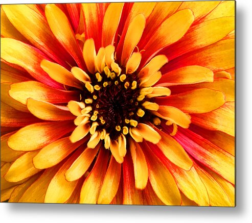 Yellow Dahlia Metal Print featuring the photograph Yellow Dahlia by Steven Michael