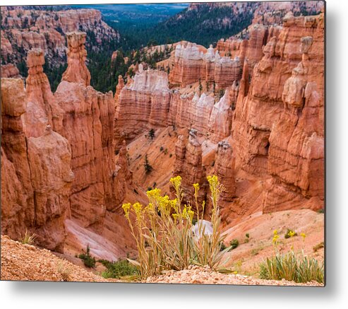 Bryce Canyon Metal Print featuring the photograph Yellow Flowers and Hoodos by Levin Rodriguez