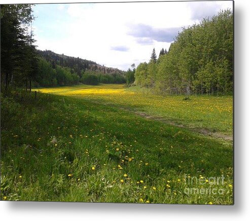 Meadow Metal Print featuring the photograph Yellow Meadow by Vivian Martin