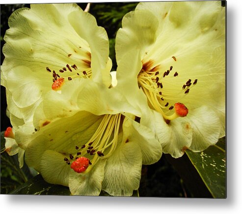 Close-up Metal Print featuring the photograph Yellow Rhodies by Ronda Broatch