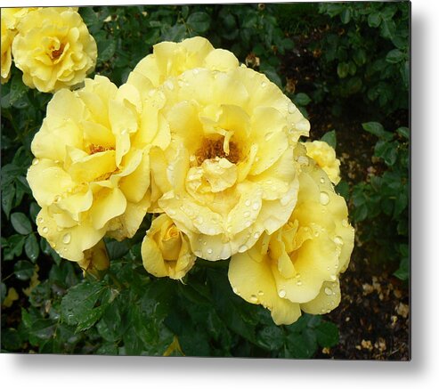 Rose Metal Print featuring the photograph Yellow Rose of PA by Michael Porchik