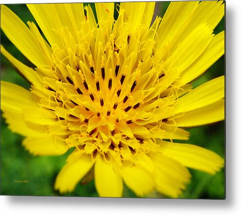 Flowers Metal Print featuring the photograph Yellow Salsify Flower by Christina Rollo