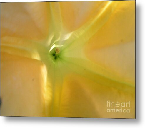 Yellow Flower Metal Print featuring the photograph Yellow Translucent Flower by Bev Conover