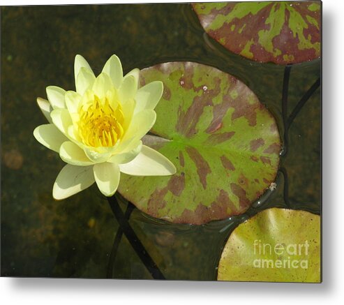 Water Metal Print featuring the photograph Yellow Water Lily by Ausra Huntington nee Paulauskaite