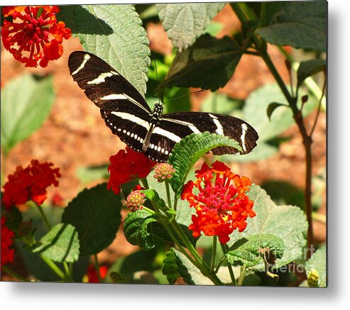 Butterfly Metal Print featuring the photograph Zebra Longwing Butterfly by Marilyn Smith
