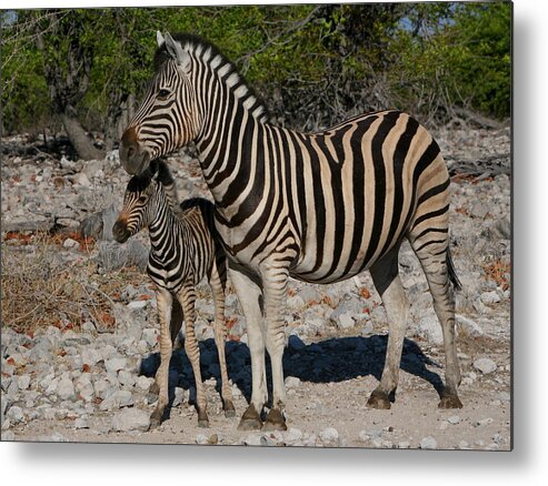 Zebra Metal Print featuring the photograph Zebra Mother And Baby by Bruce J Robinson