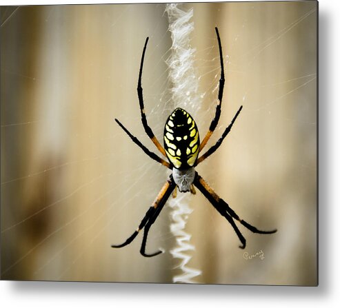 Argiope Aurantia Metal Print featuring the photograph Zig Zag is More Fun by Penny Lisowski