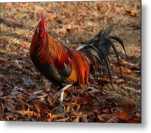 Chicken Metal Print featuring the photograph Black Breasted Red Phoenix Rooster #1 by Michael Dougherty