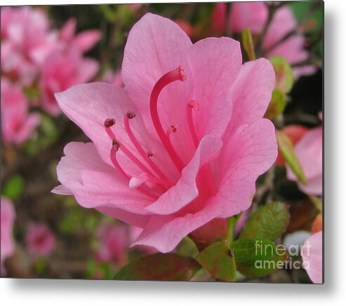 Flower Metal Print featuring the photograph Eager #1 by Holy Hands