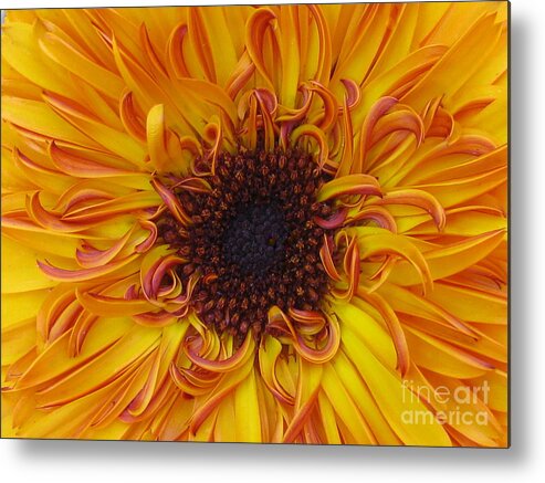 Flower Metal Print featuring the photograph Frazzled by Tina Marie