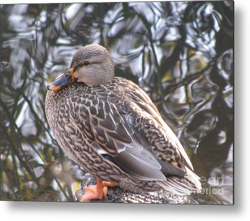 Duck Metal Print featuring the photograph Humble #1 by Holy Hands