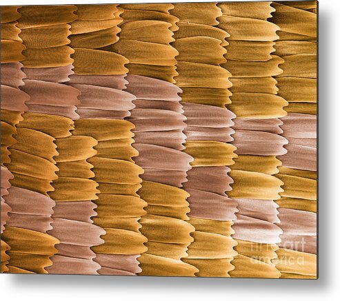 Monarch Metal Print featuring the photograph Monarch Butterfly Scales, Sem #1 by Ted Kinsman