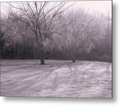 Tree Metal Print featuring the photograph Morning Frost #1 by Felix Concepcion