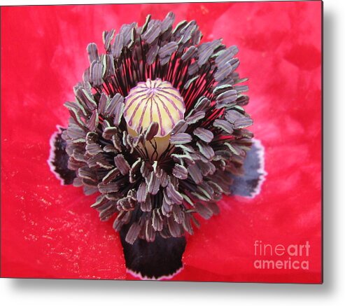 Flower Metal Print featuring the photograph Red Cross by Tina Marie