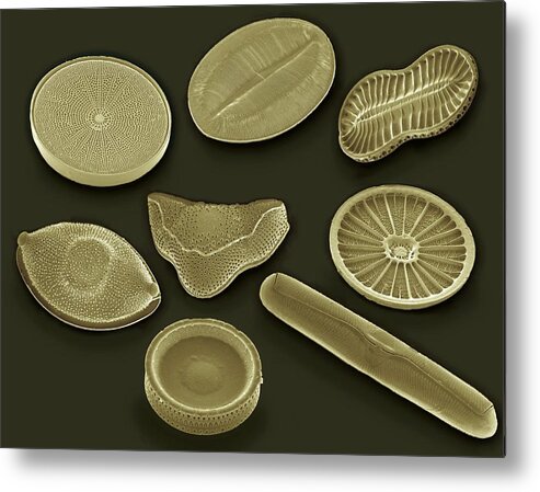Alga Metal Print featuring the photograph Selection Of Diatoms, Sem #1 by Steve Gschmeissner