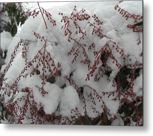 Snow Metal Print featuring the photograph Snow Covered #1 by Kim Galluzzo