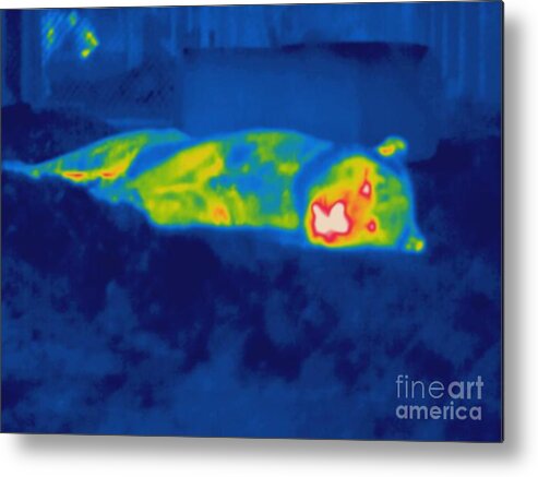 Thermogram Metal Print featuring the photograph Thermogram Of A Tiger #1 by Ted Kinsman