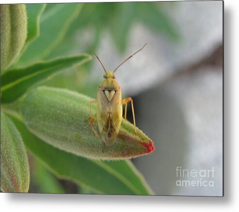 Bug Metal Print featuring the photograph Charming #2 by Holy Hands