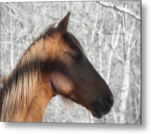 Horse Metal Print featuring the photograph Like My Profile #2 by Kim Galluzzo