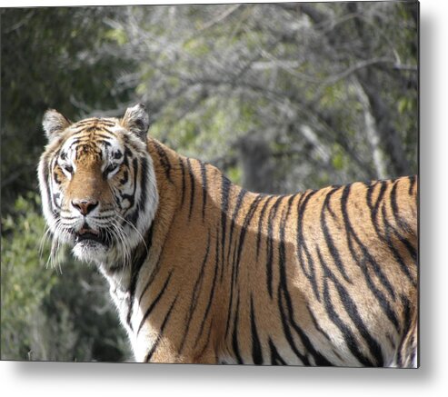 Tiger Metal Print featuring the photograph Tiger #2 by Kim Galluzzo