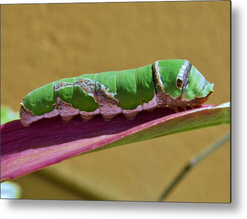 Macro; Nature; Caterpillar; Big; Green; Plant; Yellow; White; Black; Eyes; Lepidoptera; Pests; Agriculture; Butterflies; Moths; Leaf; Red; Spring; Sunlight; Decorative; Insect; Metal Print featuring the photograph Big Green Caterpillar #3 by Werner Lehmann