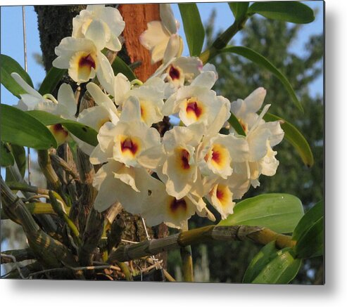 Orchid Metal Print featuring the photograph Dendrobium Orchid #3 by Alfred Ng